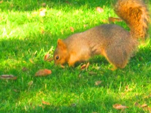 Squirrel - Pre race anxiety